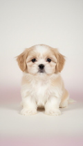 Cream and White Female Shih Tzu