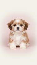Gold and White Female Shih Tzu