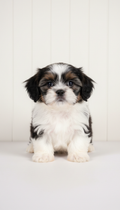 Black and White Female Shih Tzu